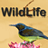 Wildlife Channel